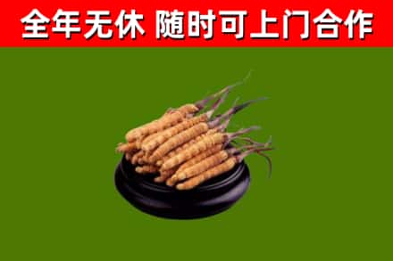 南安回收冬虫夏草