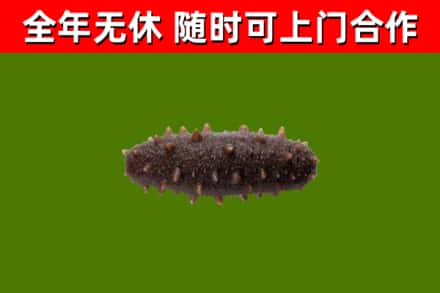 南安回收海参干